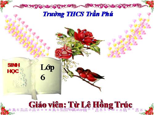 Bài 19. Đặc điểm bên ngoài của lá