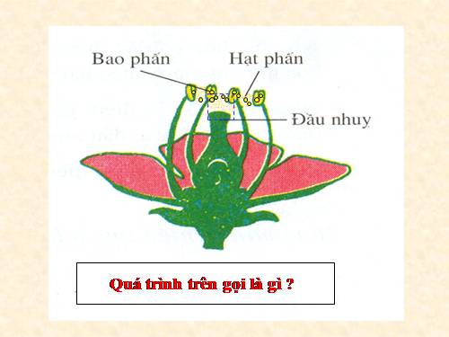 Bài 31. Thụ tinh, kết quả và tạo hạt