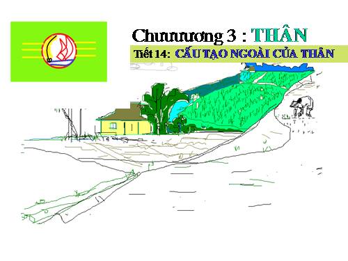 Bài 13. Cấu tạo ngoài của thân