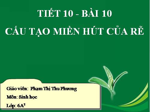 Bài 10. Cấu tạo miền hút của rễ
