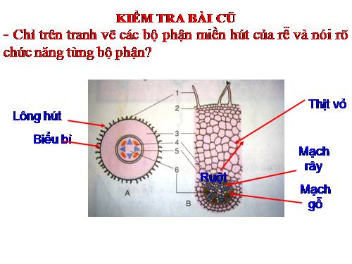 Bài 11. Sự hút nước và muối khoáng của rễ