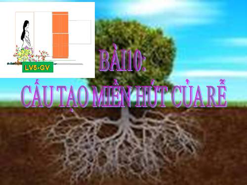Bài 10. Cấu tạo miền hút của rễ