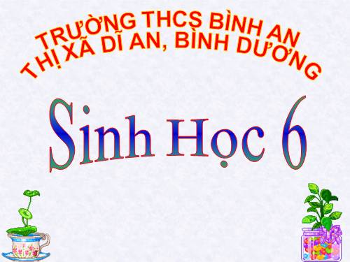 Bài 15. Cấu tạo trong của thân non