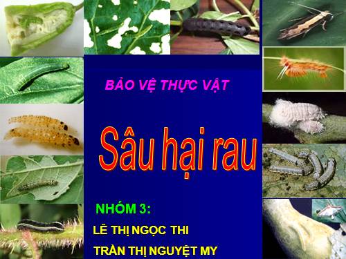 Bài 9. Các loại rễ, các miền của rễ