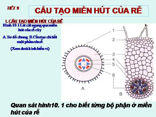 Bài 10. Cấu tạo miền hút của rễ