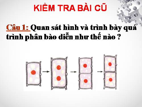 Bài 9. Các loại rễ, các miền của rễ