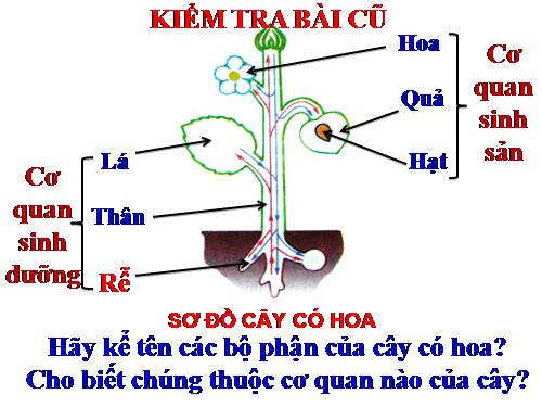 Bài 9. Các loại rễ, các miền của rễ