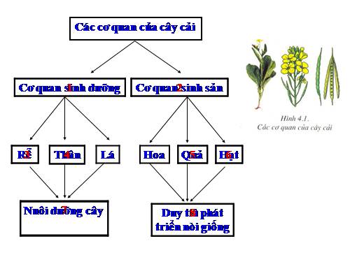 Bài 4. Có phải tất cả thực vật đều có hoa?