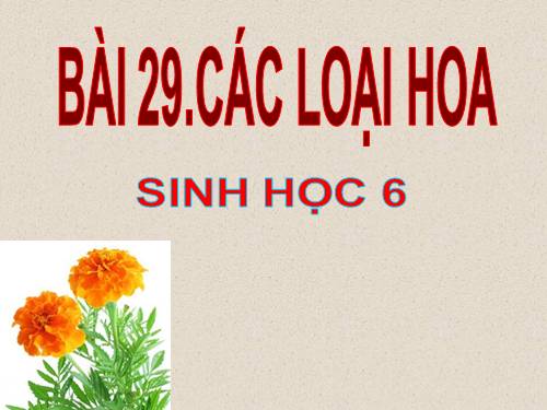 Bài 29. Các loại hoa