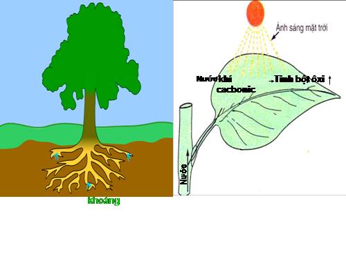 Bài 24. Phần lớn nước vào cây đi đâu?