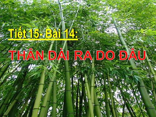 Bài 14. Thân dài ra do đâu ?