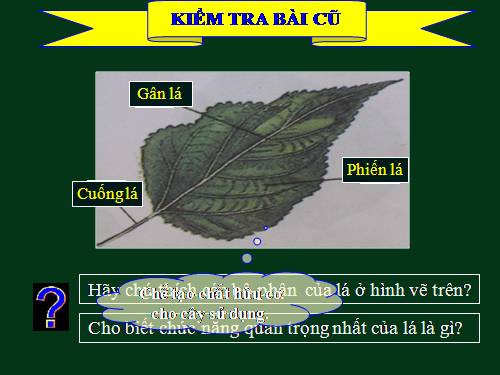 Bài 20. Cấu tạo trong của phiến lá