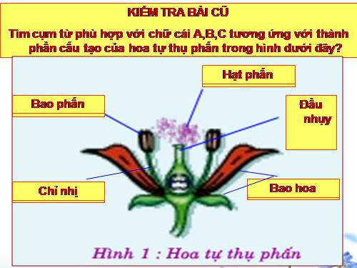 Bài 30. Thụ phấn