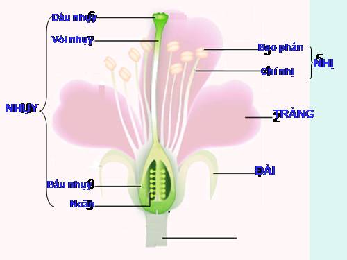 Bài 30. Thụ phấn