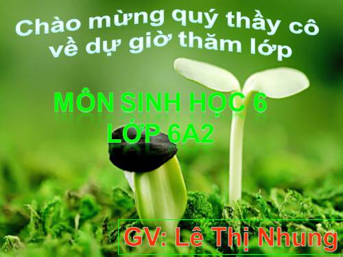 Bài 42. Lớp Hai lá mầm và lớp Một lá mầm