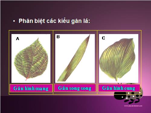 Bài 42. Lớp Hai lá mầm và lớp Một lá mầm