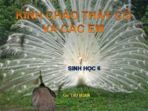 Bài 48. Vai trò của thực vật đối với động vật và đối với đời sống con người