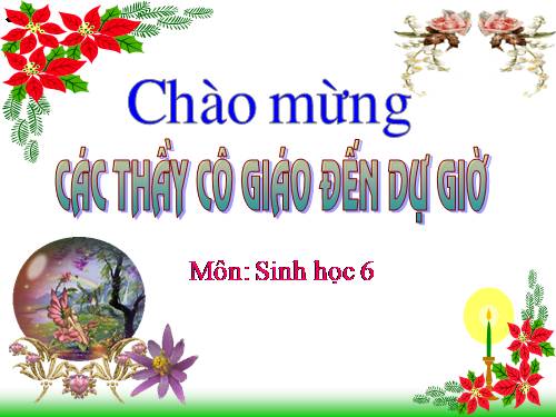 Bài 47. Thực vật bảo vệ đất và nguồn nước