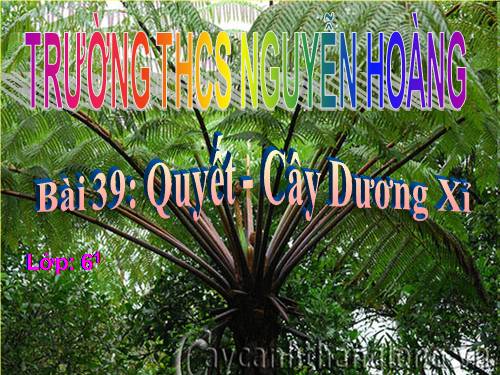 Bài 39. Quyết - Cây dương xỉ