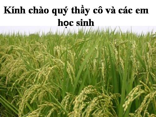 Bài 32. Các loại quả