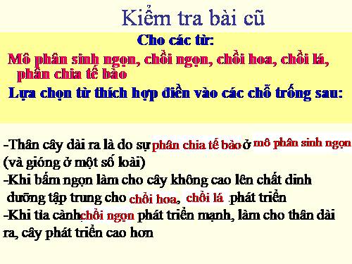 Bài 15. Cấu tạo trong của thân non