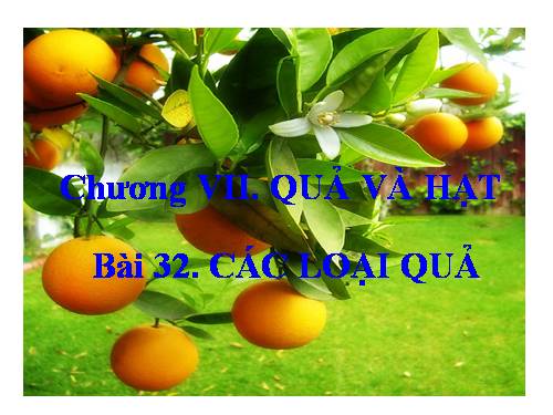 Bài 32. Các loại quả