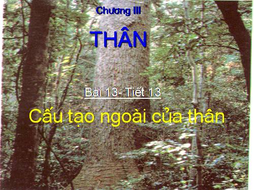 Bài 13. Cấu tạo ngoài của thân