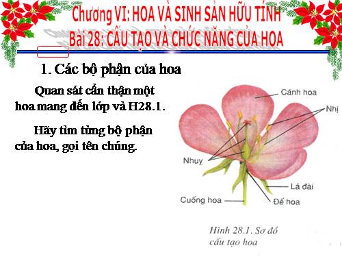 Bài 28. Cấu tạo và chức năng của hoa