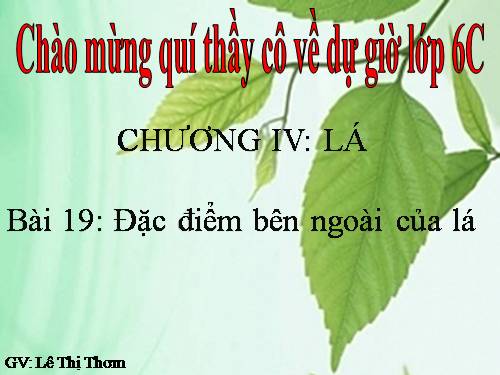 Bài 19. Đặc điểm bên ngoài của lá