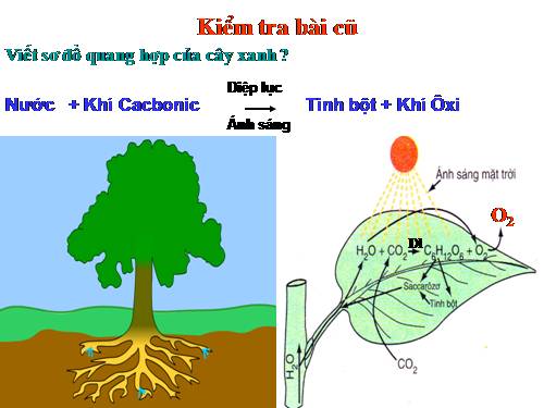 Bài 24. Phần lớn nước vào cây đi đâu?