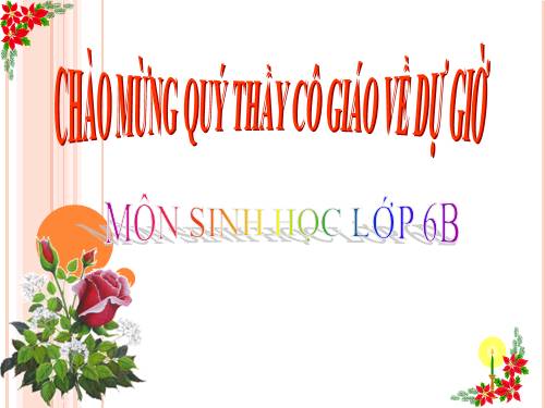 Bài 20. Cấu tạo trong của phiến lá