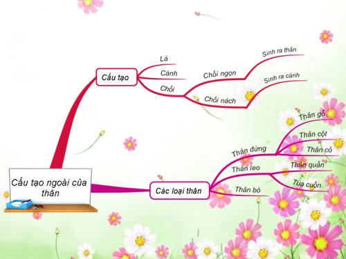 Bài 13. Cấu tạo ngoài của thân