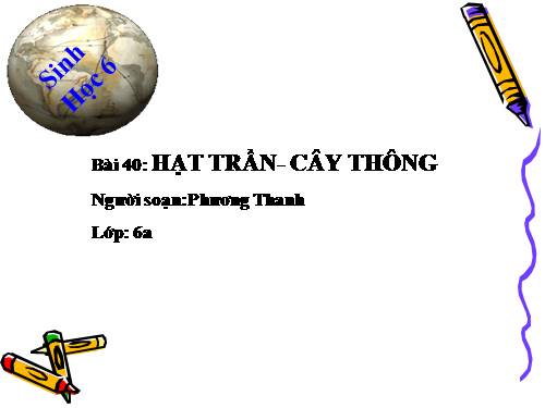 Bài 40. Hạt trần - Cây thông