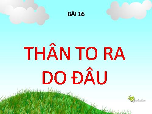 Bài 16. Thân to ra do đâu ?