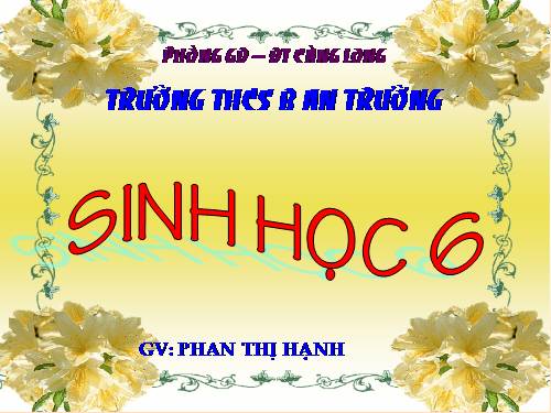 Bài 15. Cấu tạo trong của thân non