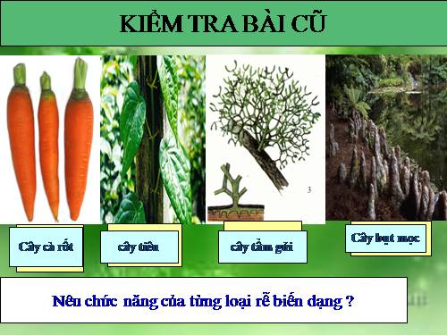 Bài 13. Cấu tạo ngoài của thân