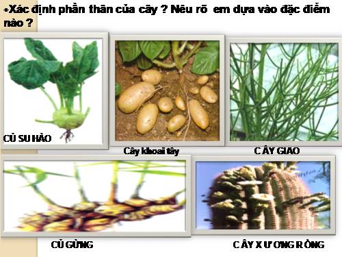 Bài 18. Biến dạng của thân