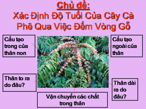 Bài 13. Cấu tạo ngoài của thân