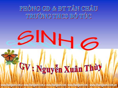 Bài 44. Sự phát triển của giới Thực vật