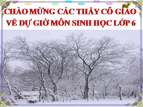 Bài 11. Sự hút nước và muối khoáng của rễ