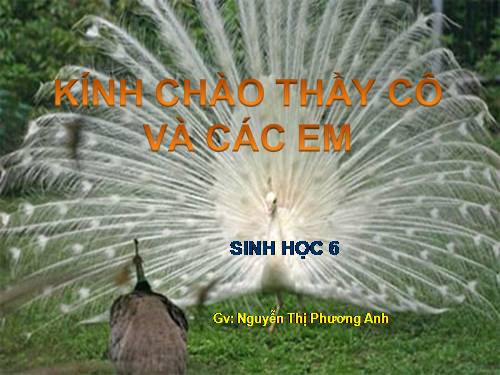 Bài 48. Vai trò của thực vật đối với động vật và đối với đời sống con người