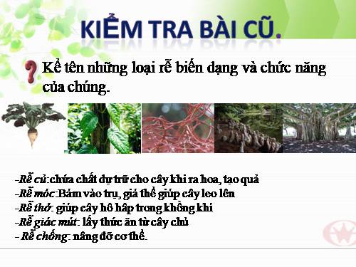 Bài 13. Cấu tạo ngoài của thân