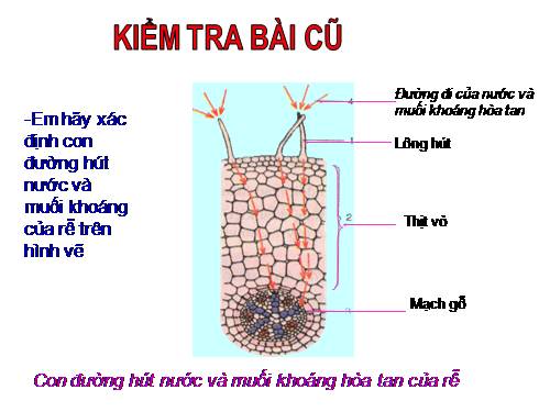 Bài 12. Biến dạng của rễ