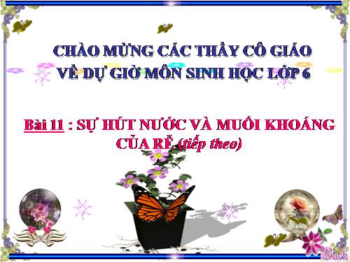 Bài 11. Sự hút nước và muối khoáng của rễ