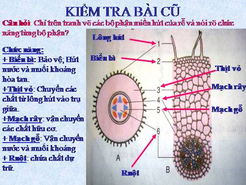 Bài 11. Sự hút nước và muối khoáng của rễ