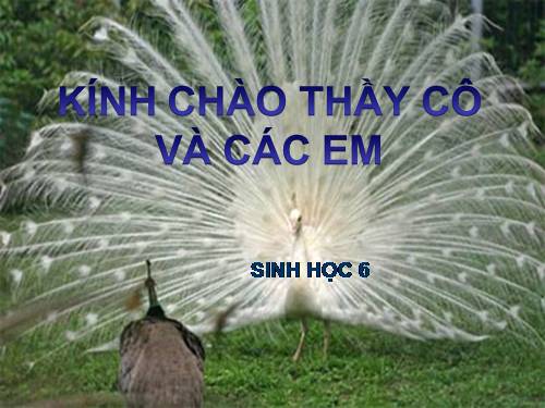 Bài 48. Vai trò của thực vật đối với động vật và đối với đời sống con người