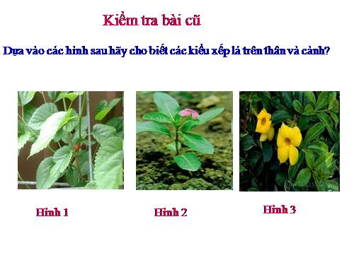 Bài 19. Đặc điểm bên ngoài của lá