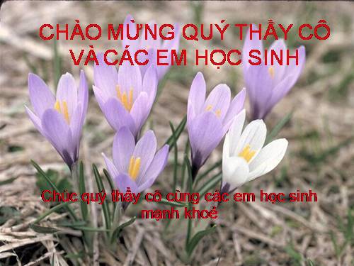 Bài 16. Thân to ra do đâu ?