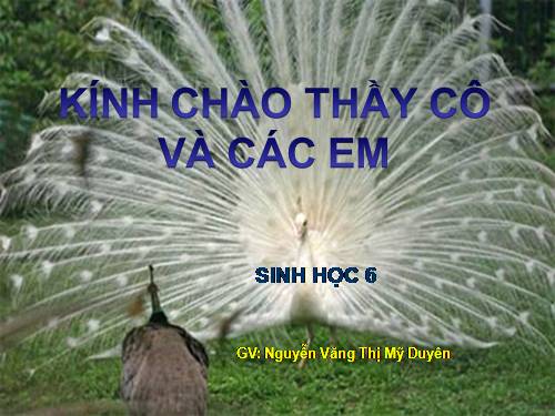 Bài 48. Vai trò của thực vật đối với động vật và đối với đời sống con người