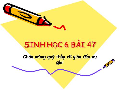 Bài 47. Thực vật bảo vệ đất và nguồn nước